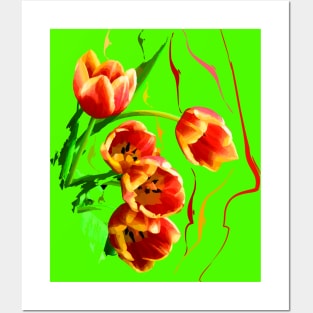 Red-and-yellow tulips Posters and Art